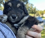 Puppy Danny Aussiedoodle