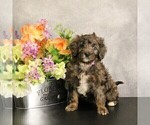 Puppy Lani Miniature Bernedoodle