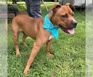 American Pit Bull Terrier-Unknown Mix Dogs for adoption in Warrenton, VA, USA