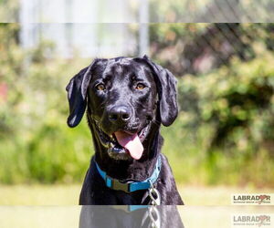 Labrador Retriever Dogs for adoption in Clovis, CA, USA