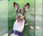Small #5 Chihuahua Mix