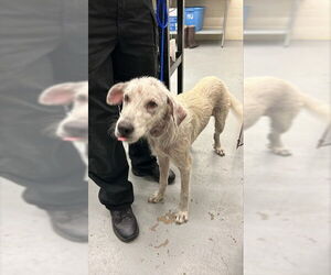 Great Pyrenees-Unknown Mix Dogs for adoption in Waco, TX, USA