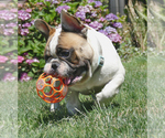 Small Photo #4 French Bulldog Puppy For Sale in HILLSBORO, OR, USA