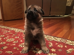 German Shepherd Dog Puppy for sale in North royalton, OH, USA