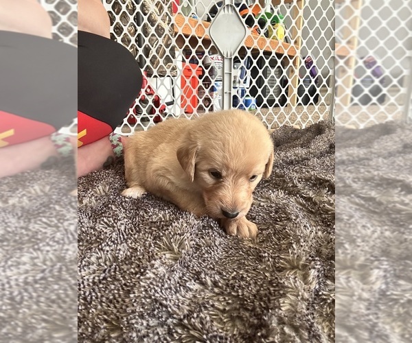 Medium Photo #4 Labradoodle Puppy For Sale in KIRKSVILLE, MO, USA