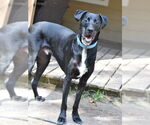 Small #4 Great Dane-Labrador Retriever Mix