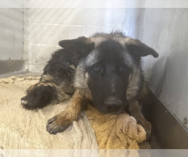 Medium Photo #1 German Shepherd Dog-Unknown Mix Puppy For Sale in San Bernardino, CA, USA