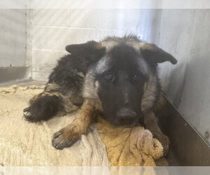 German Shepherd Dog-Unknown Mix Dogs for adoption in San Bernardino, CA, USA
