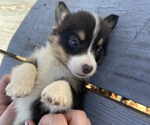 Pembroke Welsh Corgi Puppy for sale in HAVANA, KS, USA