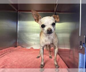 Chihuahua-Unknown Mix Dogs for adoption in Grand Prairie, TX, USA