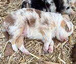 Puppy Honey Australian Shepherd