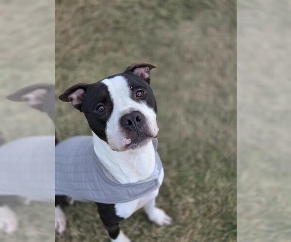 Medium Photo #1 Mutt Puppy For Sale in Temple, TX, USA