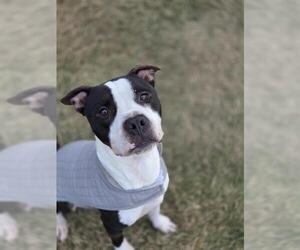 Mutt Dogs for adoption in Temple, TX, USA