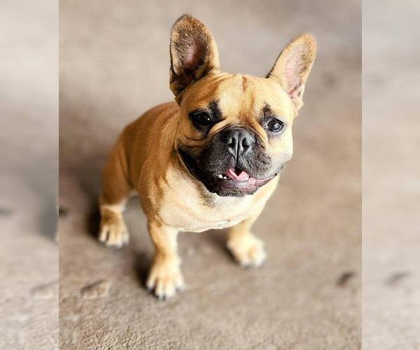 Medium Photo #1 French Bulldog Puppy For Sale in WINDERMERE, FL, USA