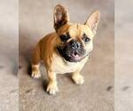 Small Photo #1 French Bulldog Puppy For Sale in WINDERMERE, FL, USA