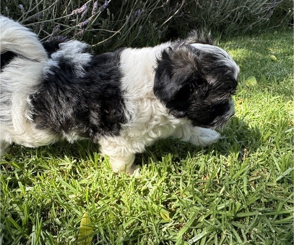 Medium Photo #3 Havanese Puppy For Sale in BRISBANE, CA, USA
