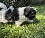 Small #2 Havanese