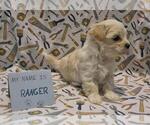 Small Photo #47 Maltipoo (Miniature) Puppy For Sale in BROOKFIELD, MO, USA