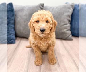 Medium Miniature Labradoodle