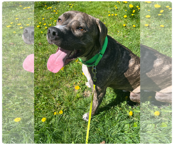 Medium Photo #15 American Pit Bull Terrier-Mountain Cur Mix Puppy For Sale in Rockaway, NJ, USA