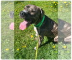 Small #14 American Pit Bull Terrier-Mountain Cur Mix