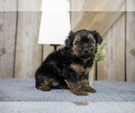 Puppy Thunder Yorkshire Terrier
