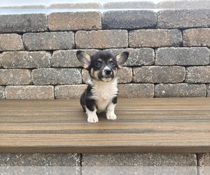 American Corgi Puppy for sale in CARLYLE, IL, USA