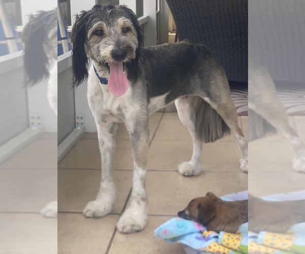 Medium Photo #1 Bordoodle-F2 Aussiedoodle Mix Puppy For Sale in BLAINE, TN, USA
