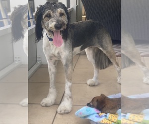 Father of the Bordoodle-F2 Aussiedoodle Mix puppies born on 08/12/2026