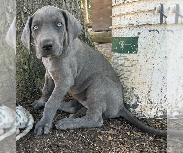Medium Photo #1 Great Dane Puppy For Sale in CLANTON, AL, USA