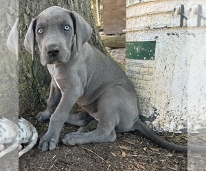 Great Dane Puppy for sale in CLANTON, AL, USA