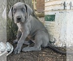 Image preview for Ad Listing. Nickname: Litter of 4