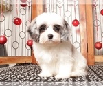 Small Photo #7 Shih-Poo Puppy For Sale in NAPLES, FL, USA