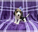 Small #5 Beagle
