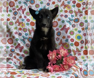 Pomsky Puppy for sale in CEDAR LANE, PA, USA