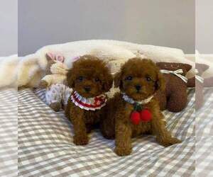Poodle (Toy) Puppy for sale in REDLANDS, CA, USA