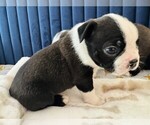 Small Photo #11 Boston Terrier Puppy For Sale in CARMICHAEL, CA, USA