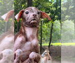Small #10 Pug Mix