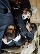 Small Photo #20 Beagle Puppy For Sale in CENTRALIA, WA, USA