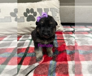 German Shepherd Dog Puppy for Sale in ALACHUA, Florida USA