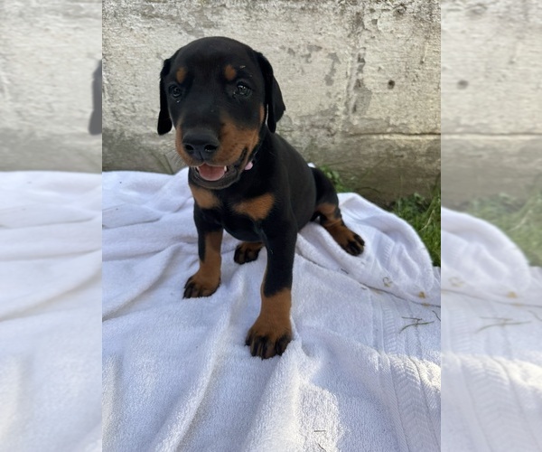 Medium Photo #3 Doberman Pinscher Puppy For Sale in FRANKLIN, PA, USA