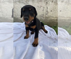 Medium Doberman Pinscher