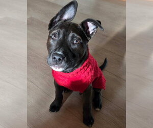 Mutt Dogs for adoption in Brooklyn Center, MN, USA