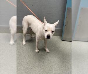 Mutt Dogs for adoption in Las Vegas, NV, USA
