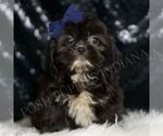 Puppy Grizzly AKC Shih Tzu
