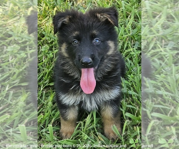 Medium Photo #10 German Shepherd Dog Puppy For Sale in EOLIA, MO, USA
