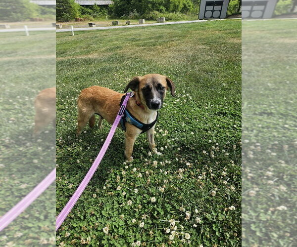 Medium Photo #1 Mutt Puppy For Sale in Candler, NC, USA