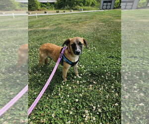 Mutt Dogs for adoption in Candler, NC, USA