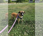 Small Mutt