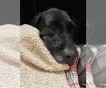 Small Photo #4 Retriever -Unknown Mix Puppy For Sale in Bellingham, WA, USA